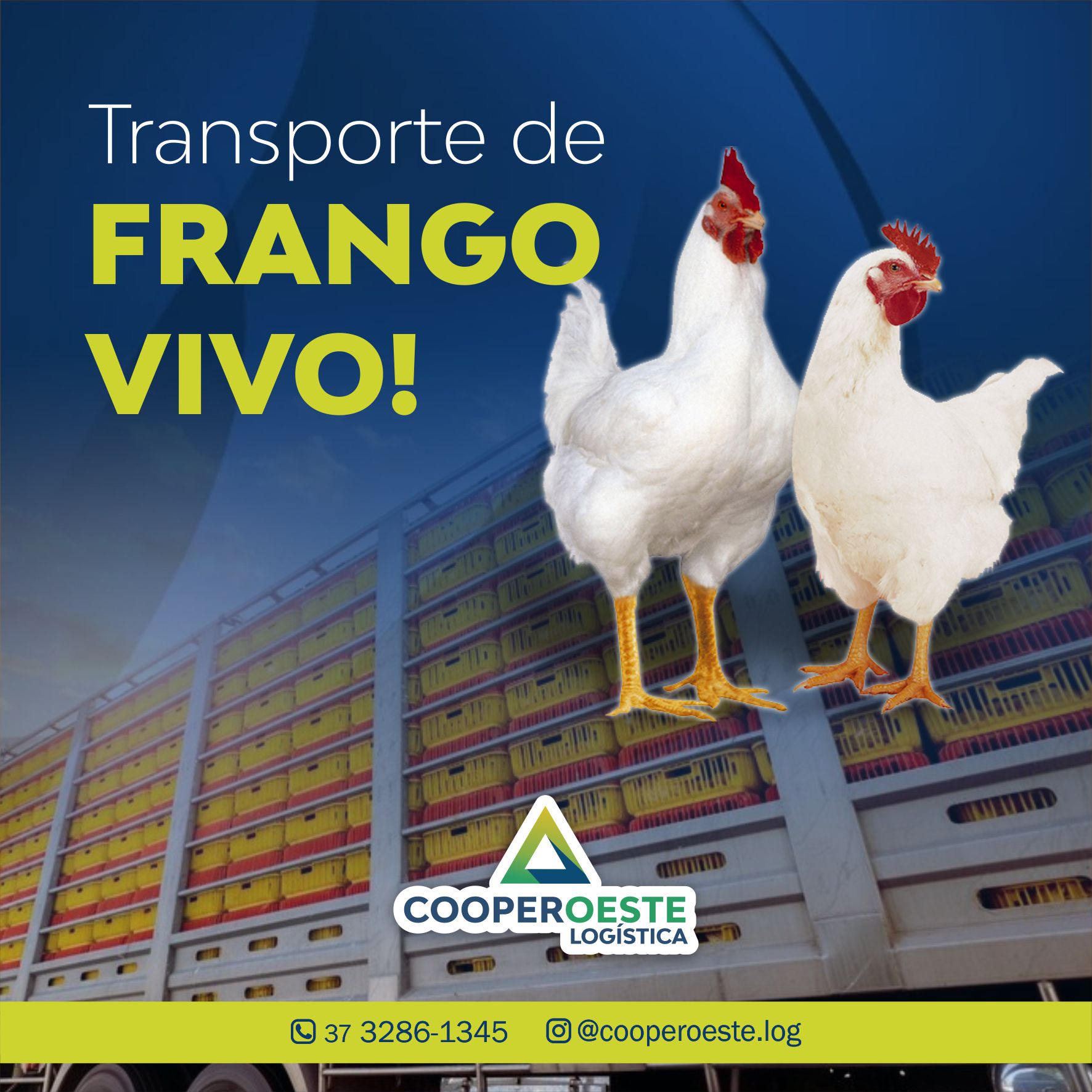 Transporte de frango vivo!